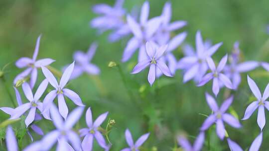 同瓣草，长星花特写，许士草，长冠花