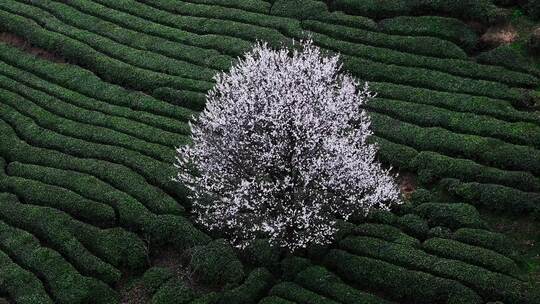 汉中勉县春天的茶山