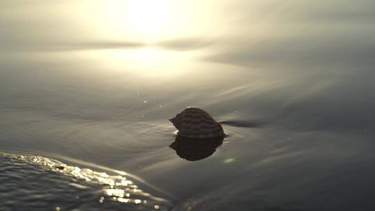 阳光沙滩下海螺贝壳海水浪花海滩沙子夕阳光