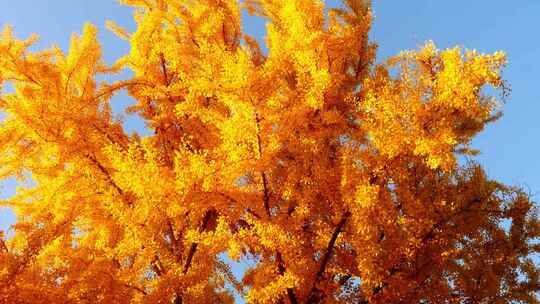 金色的银杏树
