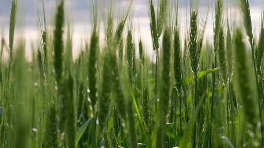 麦田小麦麦穗农业绿色丰收田野