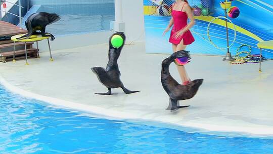 海洋馆里玩皮球的海豹视频素材模板下载