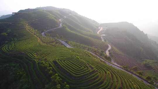 航拍福建福州长龙茶山梯田茶园茶叶种植