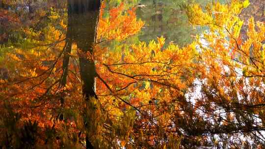 秋天南京燕雀湖水杉树金黄色的水中倒影