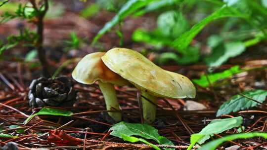 夏天雨后树林地上冒出的野生菌蘑菇