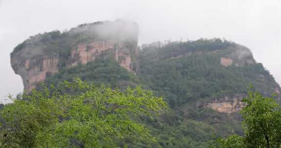 唯美竹林竹叶自然美景