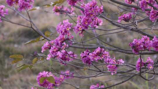 紫花风铃木