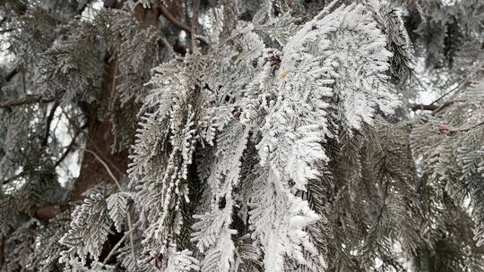 下霜的柏树植物