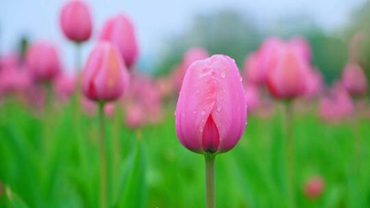 盛开的粉色郁金香花田