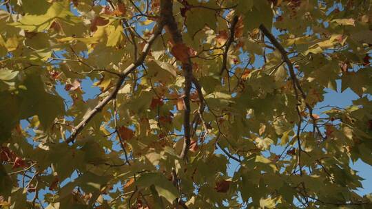 秋天来了叶子黄了树木树叶 (4)视频素材模板下载