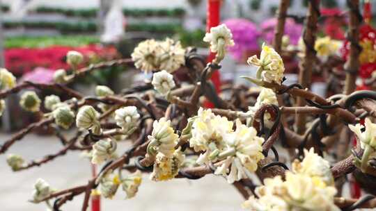 腊梅 花 观赏 花卉 植物 黄色 花