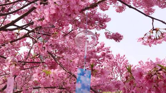 春天樱花树上挂风铃