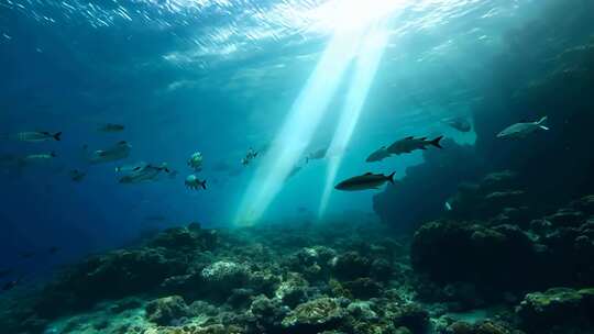 4k阳光透过海面大海里的鱼群海洋生物