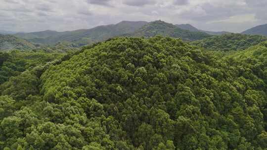 航拍山林茂密植被景观