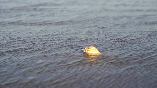 阳光沙滩下海螺贝壳海水浪花海滩沙子夕阳光