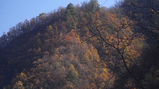 秦岭秋季风景