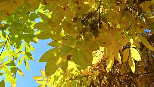 秋天阳光下照射下的黄叶随风飘动