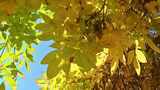 秋天阳光下照射下的黄叶随风飘动高清在线视频素材下载