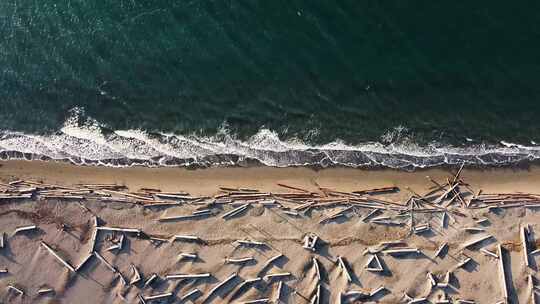 海滩海岸的日志