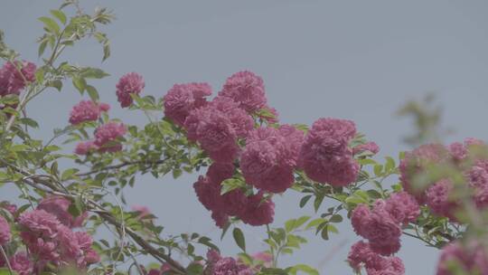 夏天的蔷薇花LOG视频素材模板下载