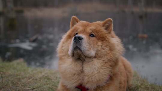 松狮，狗，坐，森林