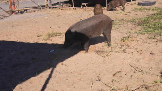 野猪 野猪养殖 猪 中国黑猪