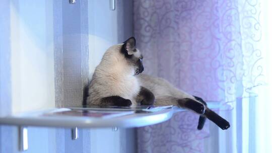 坐在书架上的暹罗宠物猫