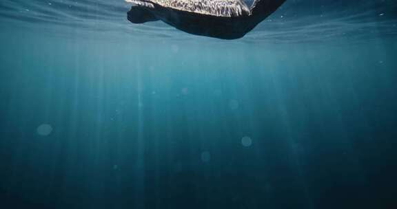 海龟，水下，海，海洋