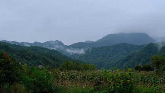 山中森林云雾缭绕的绝美自然风光