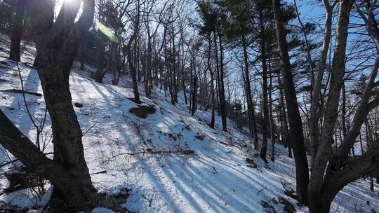 泰山fpv穿越机雪景雪地树林穿梭丛林航拍4K