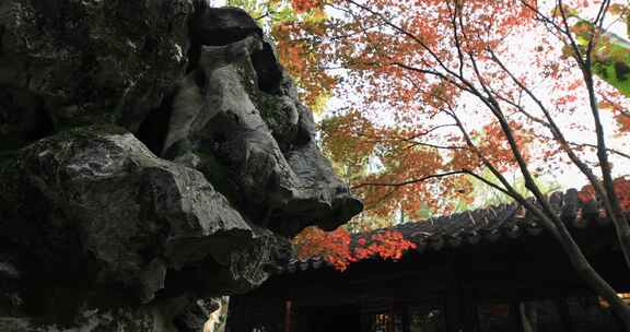 秋天苏州园林唯美红枫古建筑局部特写