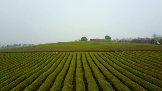 江西万亩茶园