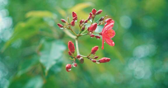 枝头一朵小红花