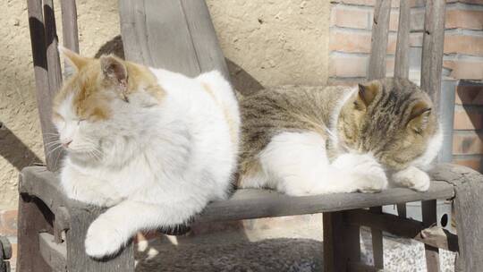 猫躺在老旧椅子上晒太阳休息慵懒状态