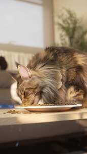 缅因猫吃猫粮