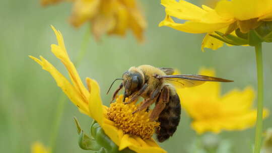 春天金鸡菊花朵蜜蜂采蜜木蜂视频素材模板下载
