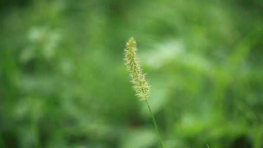 草 草地 绿色 花草 植物 实拍视频