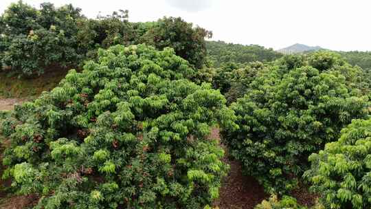 荔枝种植地航拍