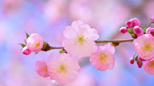 春天阳光下盛开的粉色樱花特写樱花树视频素材模板下载