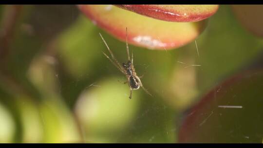 小蜘蛛在多汁植物上的宏观摄影。