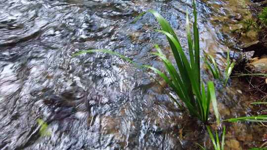 山间小溪水河流水树木枝叶视频