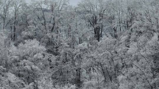 航拍湖北神农架原始森林群山冬季雪景雪松视频素材模板下载