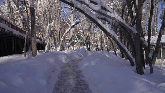 阿勒泰桦林公园雪景