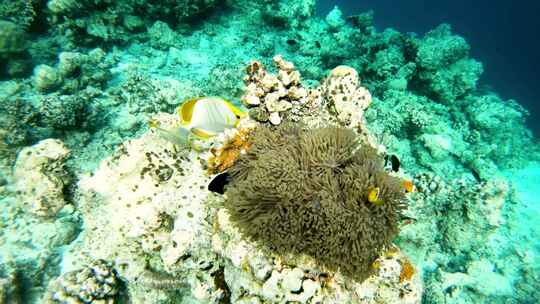 珊瑚潜水海底美景海洋生物