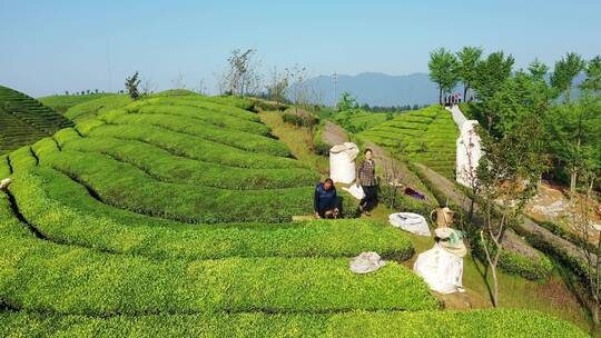 航拍恩施鹤峰走马木耳山茶谷生态田园茶园视频素材模板下载