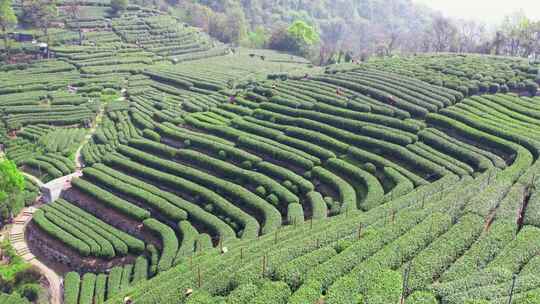 杭州翁家山春天茶园风景航拍