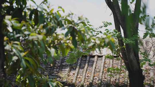 夏天酷暑 闷热 中午 老城区空镜