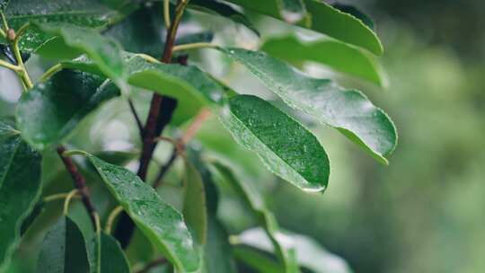 绿叶雨后雨滴水珠