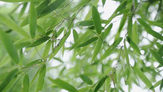 竹林竹叶禅意下雨天唯美空镜