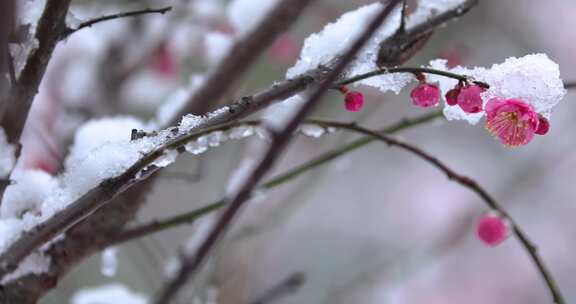 冬季下雪红梅花盛开红梅傲雪